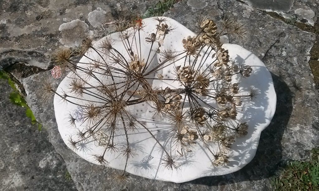 ombelliferes et fleur de fils