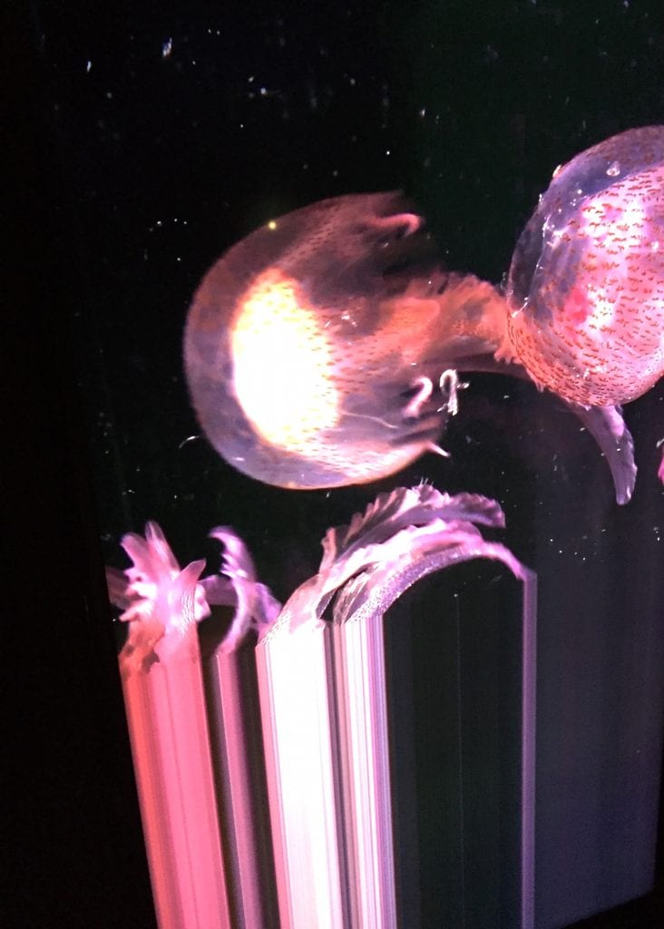 le-grand-orchestre-de-animaux-meduse