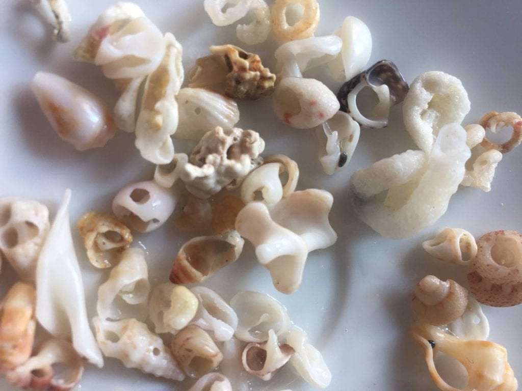 Coquillages délicats érodés
