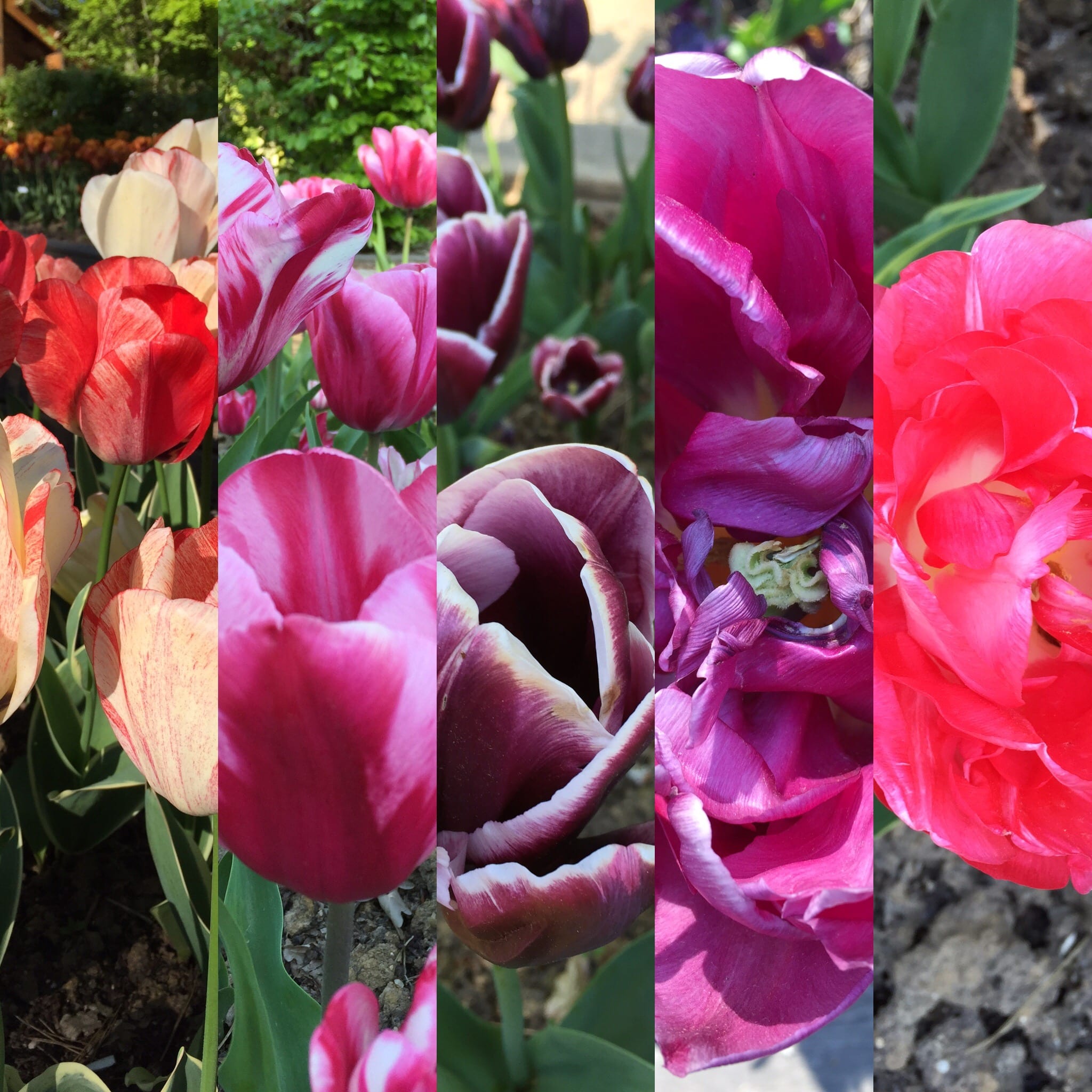 Le Parc floral de Paris – La nature enchantée, un lieu d&rsquo;exposition lumineux proche Paris – bois de Vincennes